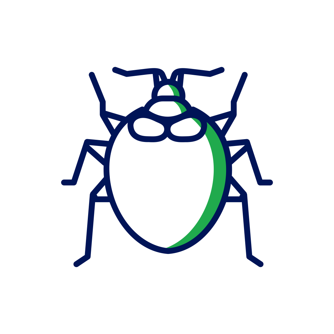 Bedbug control service